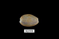 藏品(紅花寶螺)的圖片